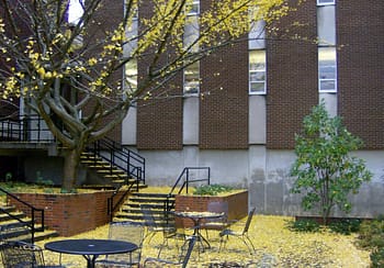 Gingko