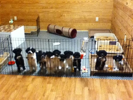 11 Havanese Puppies