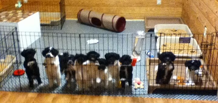 11 Havanese Puppies